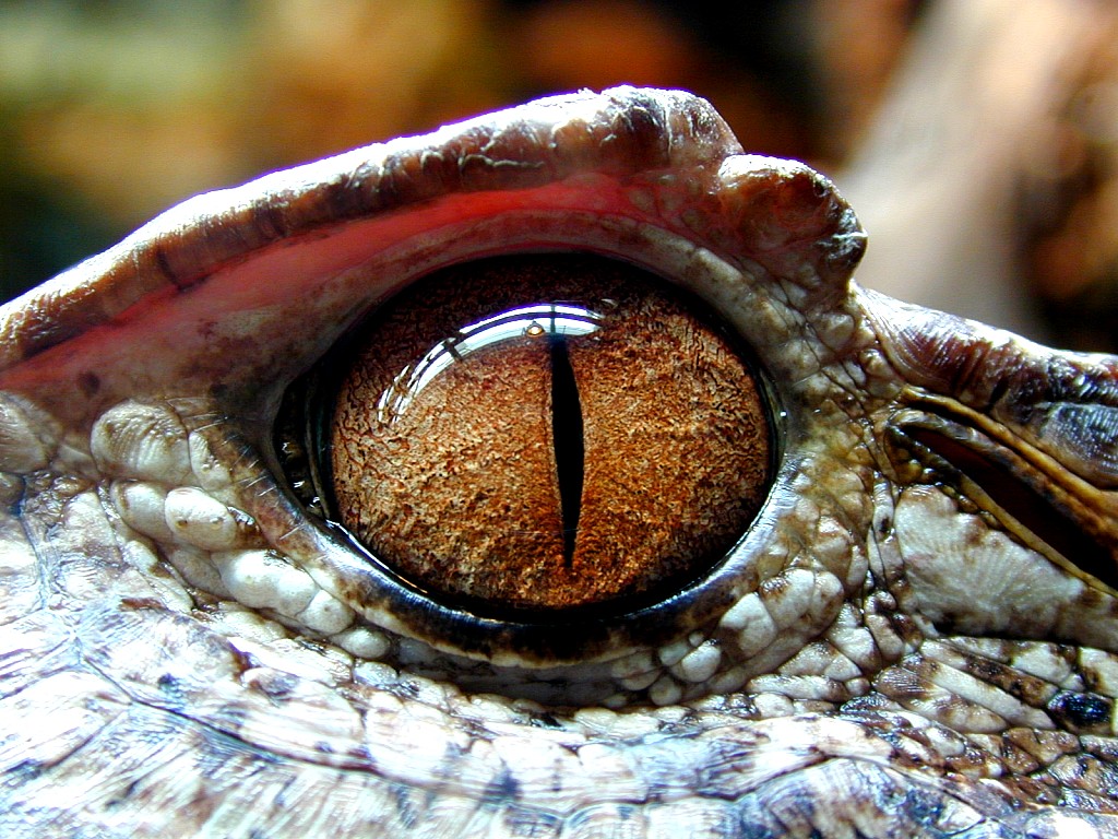 Una Textura Para Más Perfecta Reptile Eye Reptiles Eyes